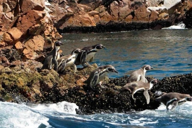 Paracas e Ilhas Ballestas